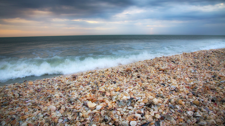 Abundance of sea shells pile on the beach at Sanibel Island, Florida