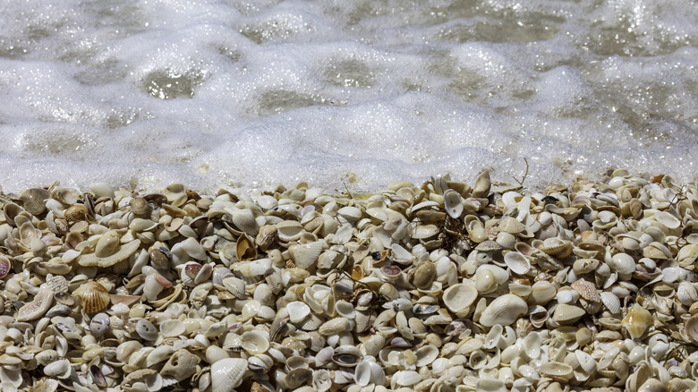 close up of shells next to wave on Sanibel Island