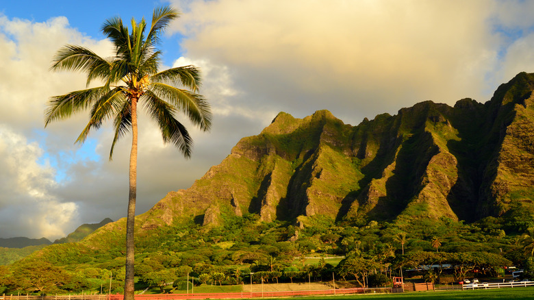 Kualoa Ranch with palm tree