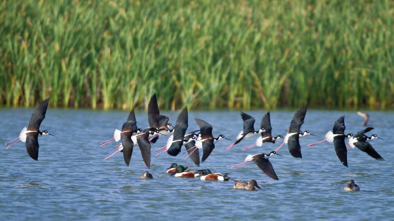 Birds in flight at the Leonabelle Turnbull Birding Center, Texas
