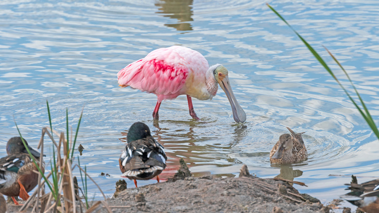 migratory birds wintering in wetlands of Texas' Gulf Coast