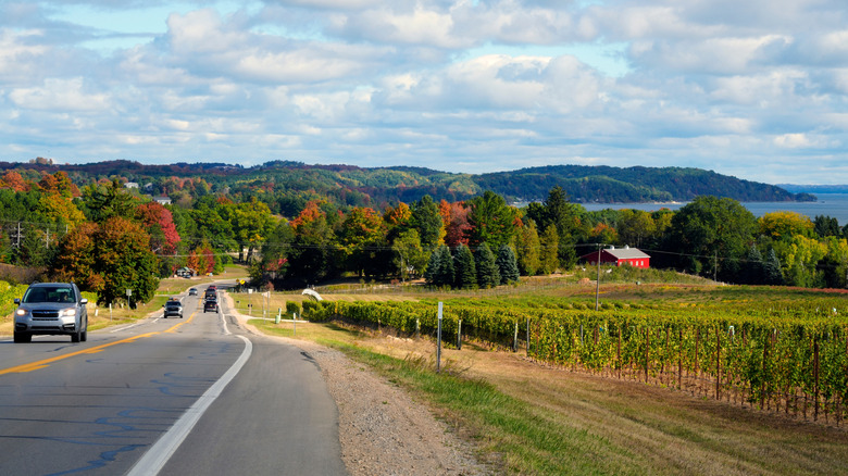 Road with cars next to vineyards in Michigan