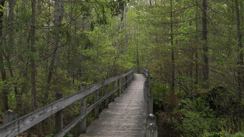 A boardwalk trail at Sapsucker Woods in Ithaca, New York