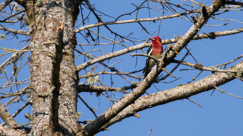 A red-breasted sapsucker on a bare tree branch on a sunny day
