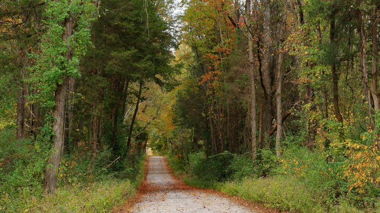 Country road in Indiana