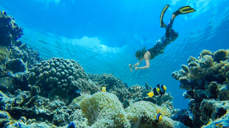 A swimmer snorkeling in the sea with colorful fish