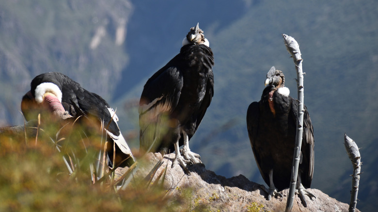 Andean condors at Colca Canyon