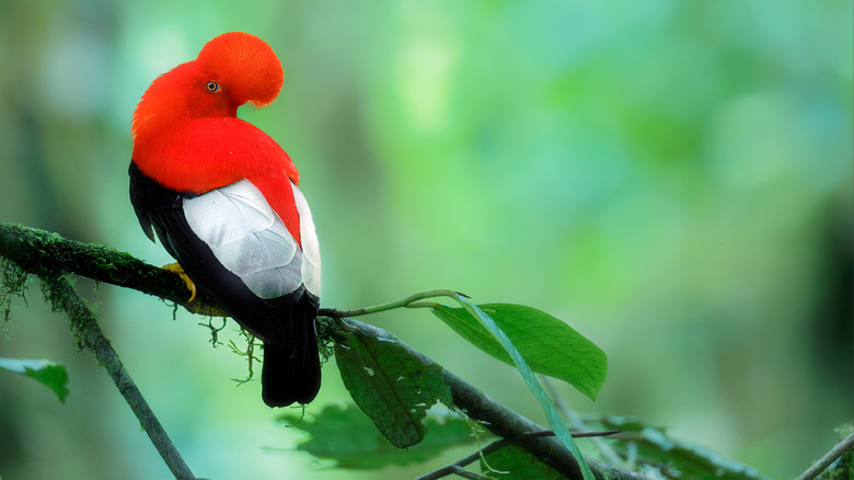 Andean Cock-of-the-rock, Peru's national bird
