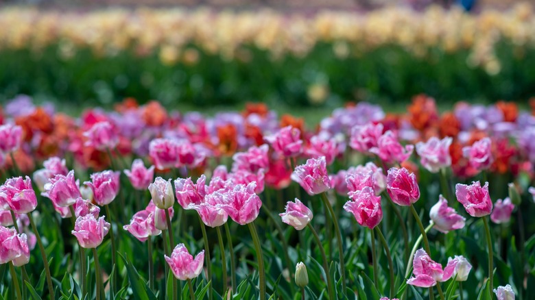 Close up of tulips at Holland Ridge Farm in New Jersey