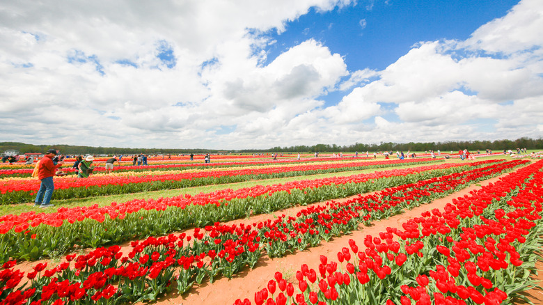 Fields of red tulips at Holland Ridge Farm in New Jersey