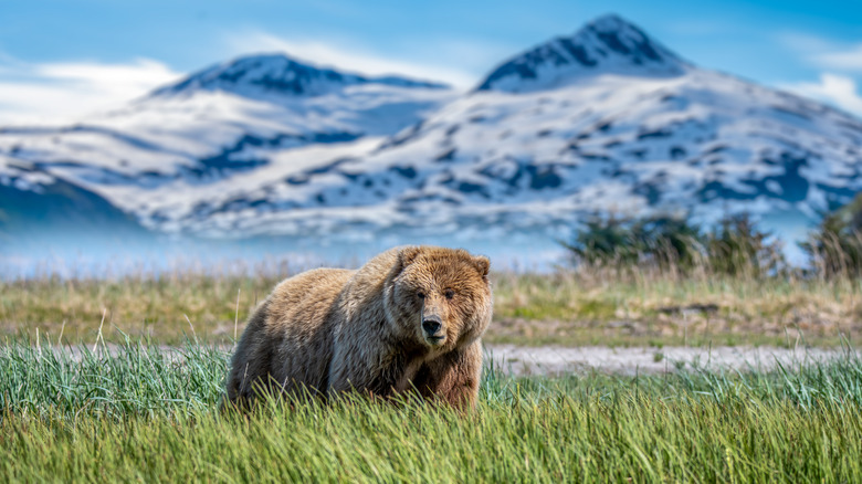 grizzly at Grand Tetons