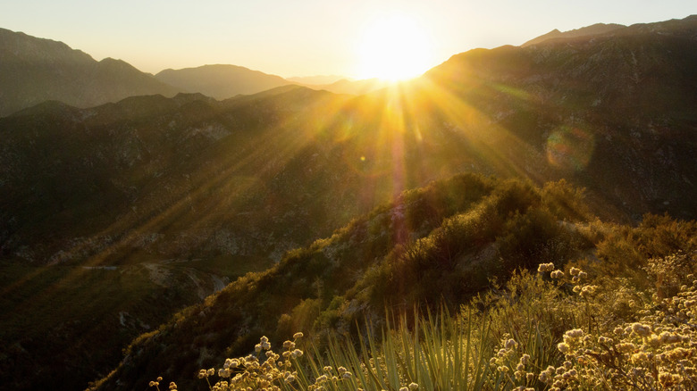 The Angeles National Forest in California and the glare of the sun shining over the forest