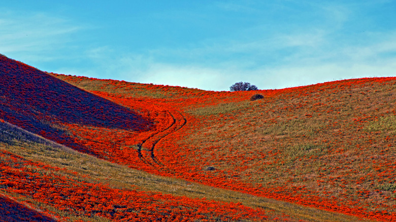 Poppies near Quartz Hill, California