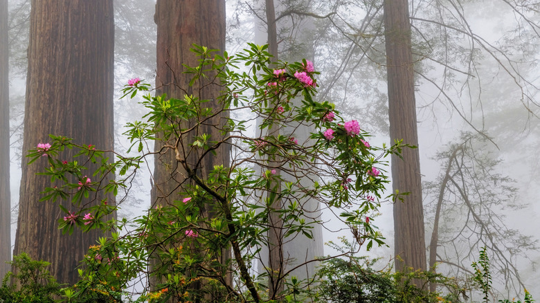 Rhododendrons blooming beneath redwoods on a foggy day.