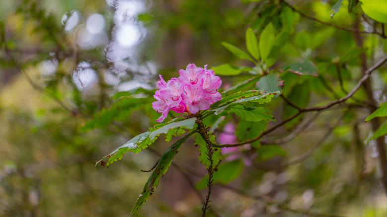 A cluster of pink rhododendron blooms on the Northern California coast.