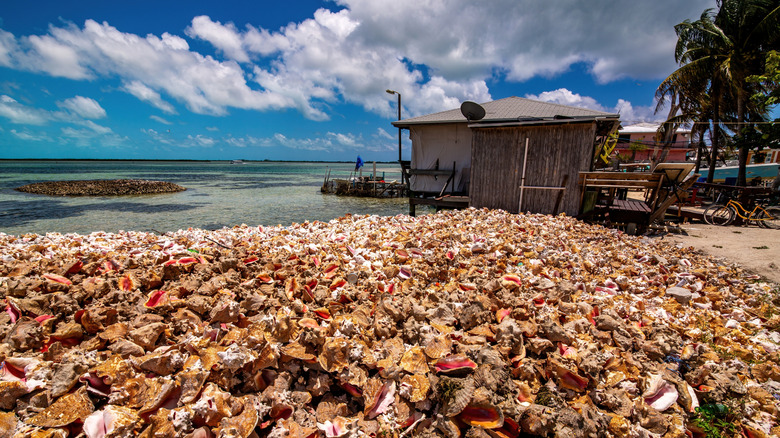 Piles of empty conch shells on the beach of Bimini, Bahamas outside an overwater shack