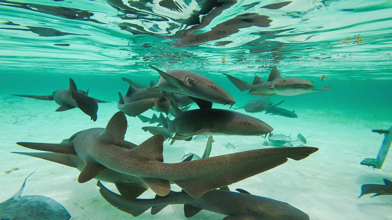 Nurse Sharks at Shark Ray Alley, Belize