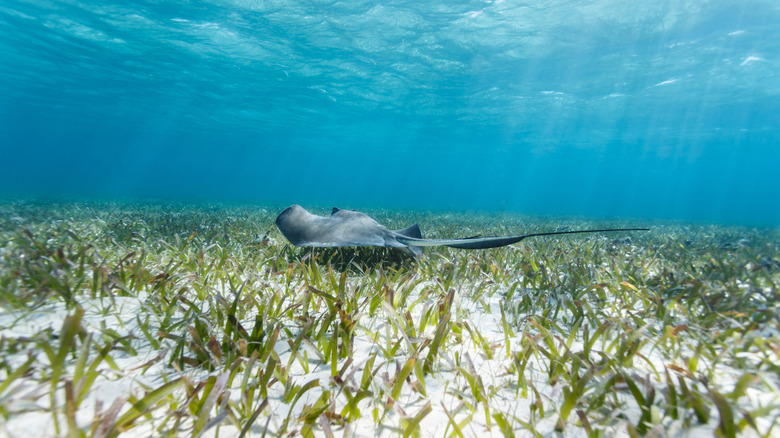 Southern sting ray at Shark Ray Alley