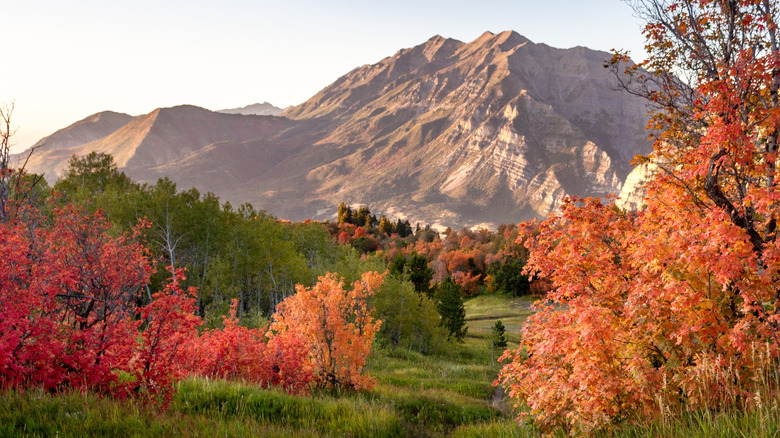 A grassy path to Mount Timpanogos with striking fall foliage