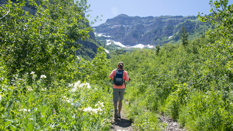 A hiker on a path through greenery to the snowy Mount Timpanogos in Utah