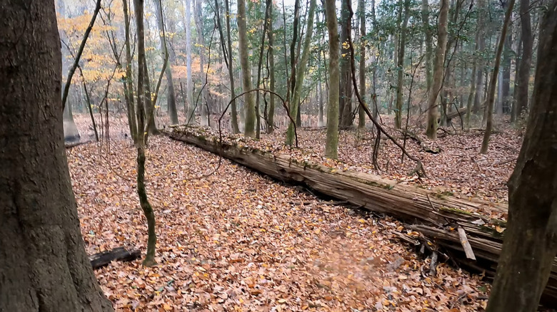 Misty autumn on Kingsnake Trail