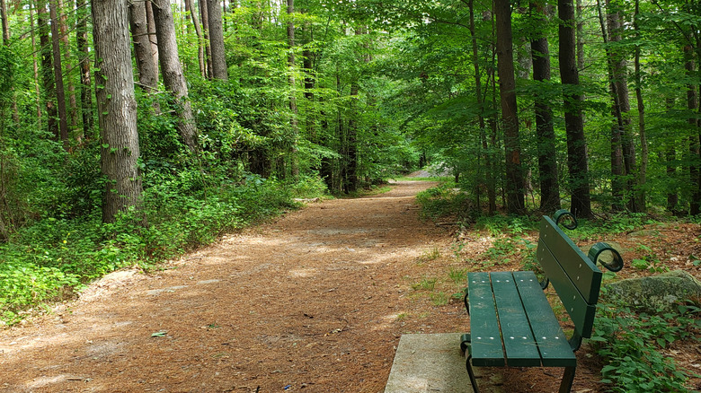 A green bench on a dirt walking trail surrounded by trees in Dedham, Massachusetts