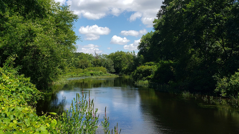 Charles River surrounded by greenery in Dedham, Massachusetts