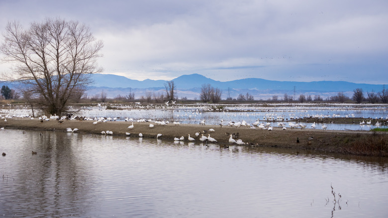 Wetlands and birds at Colusa-Sacramento River State Recreational Area