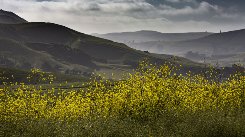 Pinot noir grapevines and mountains in Lompoc, California.