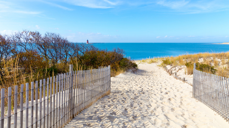 a white sandy path between shrubs leads to the beach and bright blue ocean at Cape Henlopen State Park near Lewes