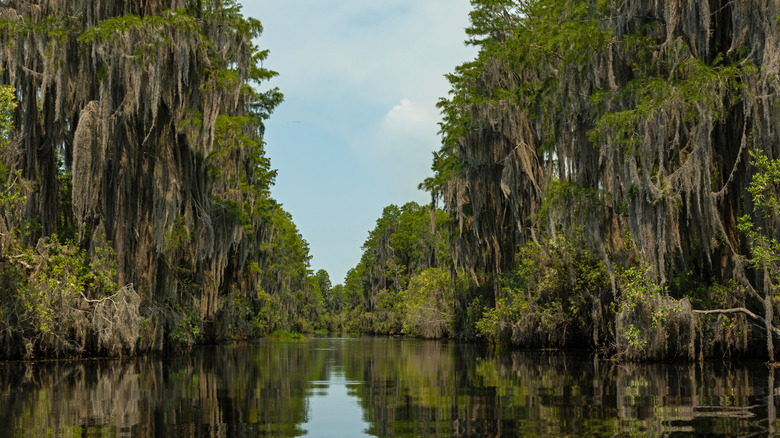 Landsape and river in Okefenokee National Wildlife Refuge.