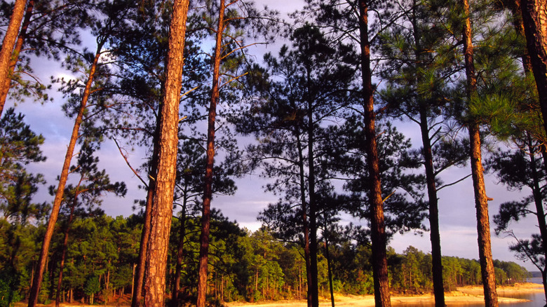 Trees reach up into the sky by the Lake Thurmond waterfront