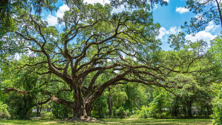 Dade Battlefield Historic State Park in Florida