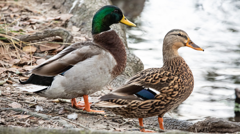 Ducks at a Louisiana lake