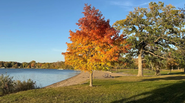 Beautiful fall foliage by a lake in Baker Park Reserve in Medina