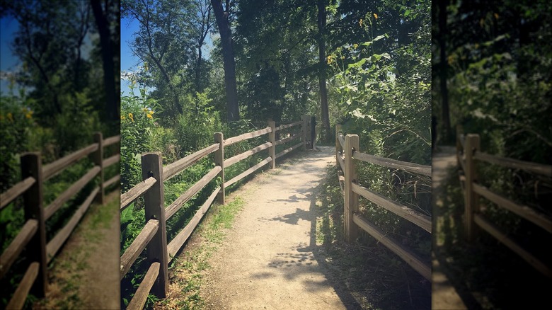 Shaded trail walk near Thiensville, Wisconsin