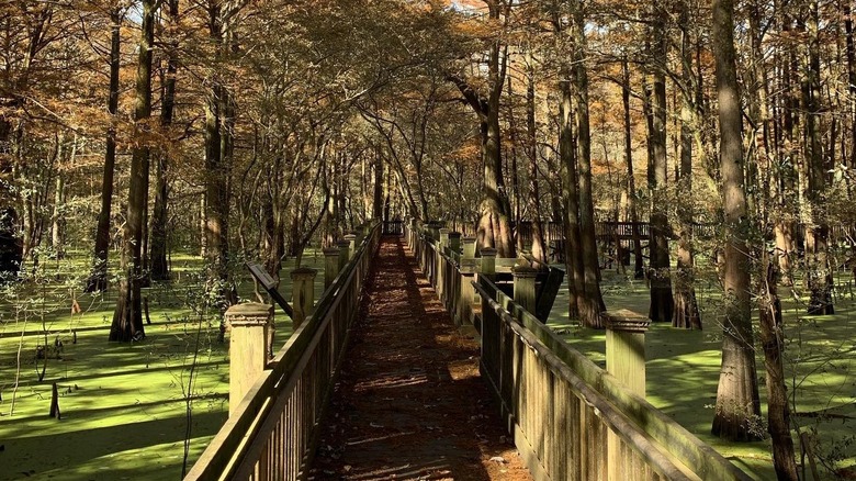 Board walk at Sky Lake Preserve in Belzoni, Mississippi