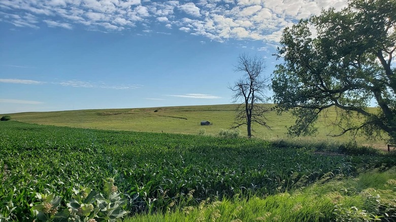 Lush fields in Broken Bow, Nebraska