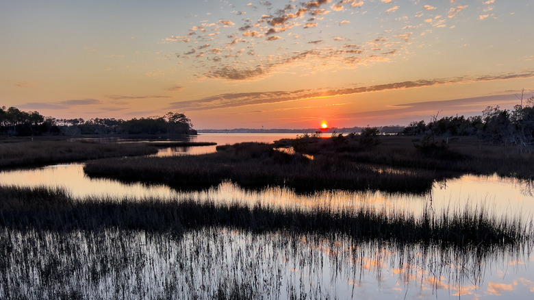 Marshland in croatan national forest