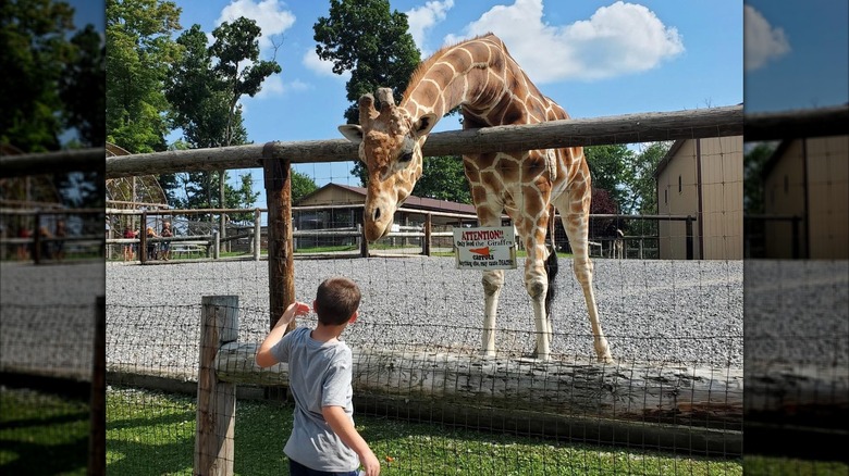 Boy feeding a giraffe at Hovatter's Wildlife Zoo