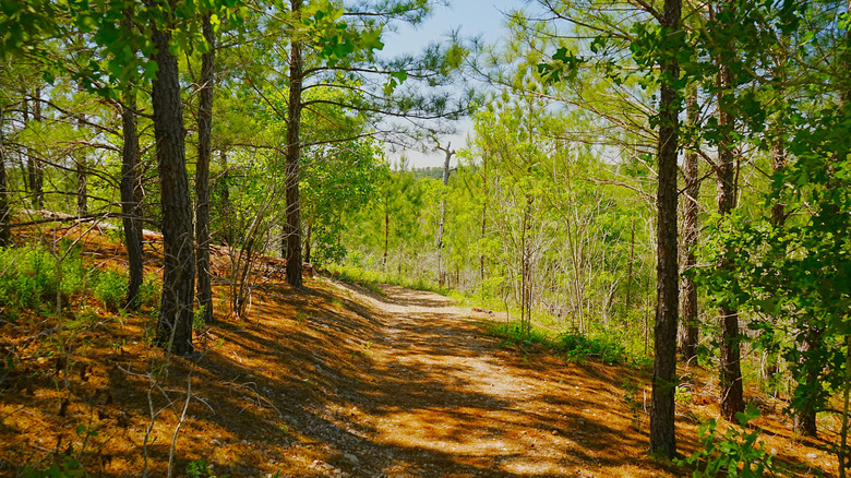 Hiking trail in the Lost Pines, Bastrop State Park