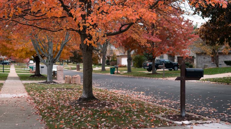 A view of suburban sidewalks with autumnal trees and mailboxes
