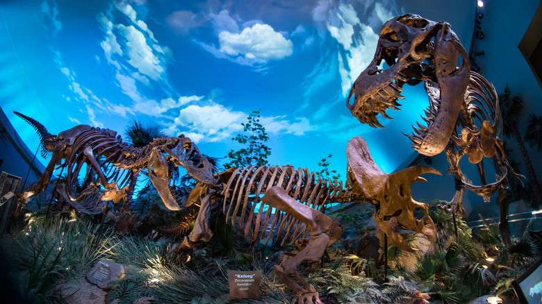 T-rex skeletons at the Children's Museum of Indianapolis