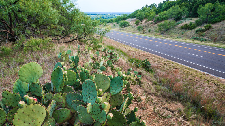 Prickly pear cacti by the road outside Jacksboro, TX
