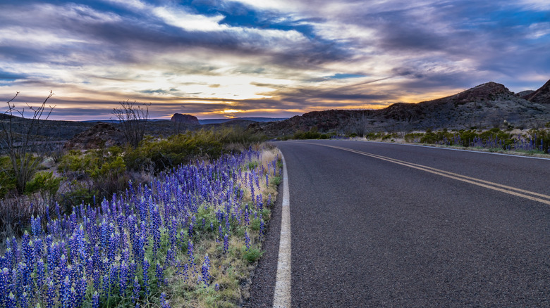 Sunset in Big Bend with blue bonnets next to the roadway