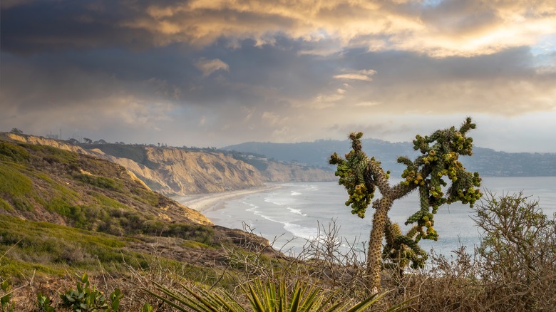 Torrey Pines Beach view from cliff