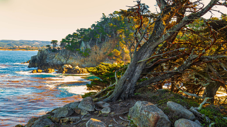 Cypress Trees on the Cliffs of Cypress Cove, Point Lobos State Natural Reserve, Big Sur, California, USA