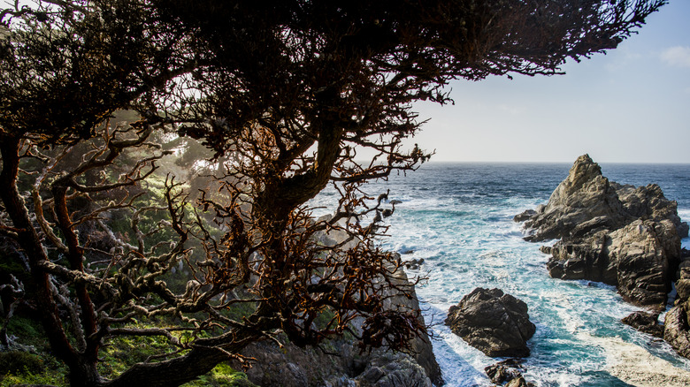Cypress Tree overlooking the ocean and rocks on the Cypress Grove Trail in Point Lobos State Nature Reserve