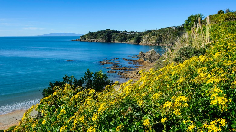 Flowers and trees overlooking coastline of blue sea