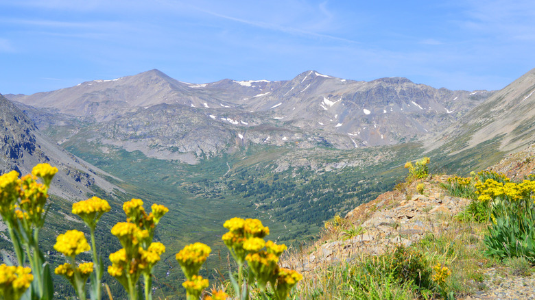 Wildflowers in the mountains near Breckenridge, Colorado